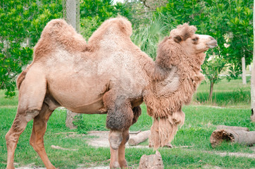 Two humped camel at the zoo 