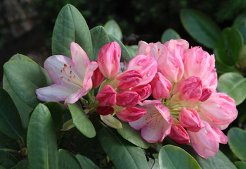 pink flowers and buds of rhododendron bush close up