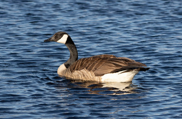 Canada goose swimming in lake michigan