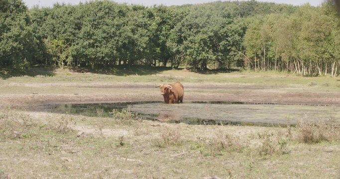 A large scottisch higlander standing in an open spot in a forrest. He is standing in a small pond to keep cool and is eating waterplants 