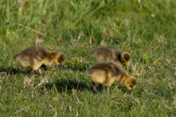 Naklejka na ściany i meble Cute gosling in the meadow. Nature scene from Wisconsin.