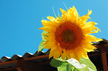 Moldovan Sunflower