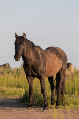 Fototapeta premium Wild Horse in the Utah Desert in Spring