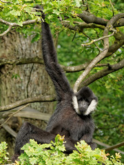 Gibbon