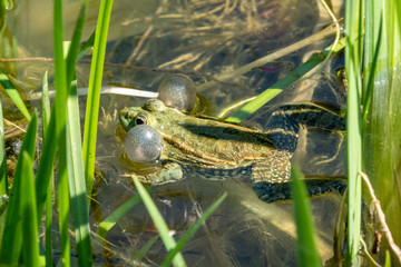 A large green frog sits in the marsh.