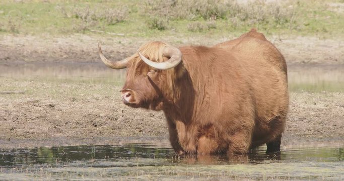 A large scottisch higlander standing in an open spot in a forrest. He is standing in a small pond to keep cool and is eating waterplants 