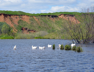 wild birds on the pond build nests on the water near the shore