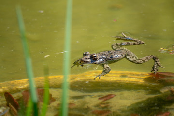 A large green frog swims in the marsh.