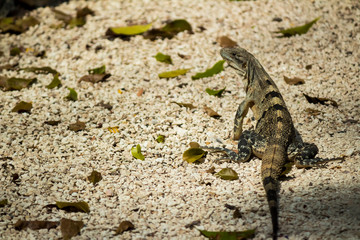 Iguana is taking the sun on the jungle