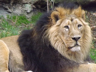 Panthera leo