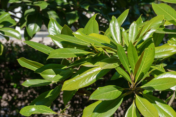 Green magnolia leaves with blurred background.