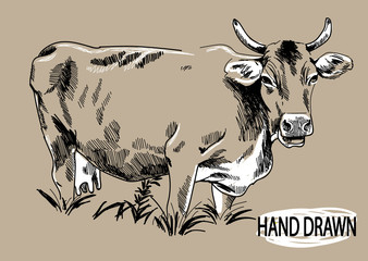 Big young bull. Cow. Drawing by hand in vintage style. Children's drawing. Meat, beef. Farm products.