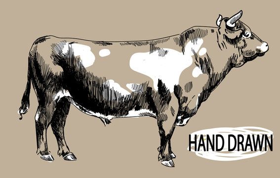 Big young bull. Cow. Drawing by hand in vintage style. Children's drawing. Meat, beef. Farm products.
