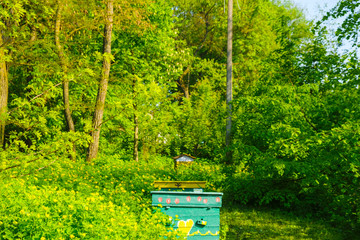 An apiary in a forest glade. Colored hives among the flowers of celandine of the sunny morning in the countryside in Ukraine.