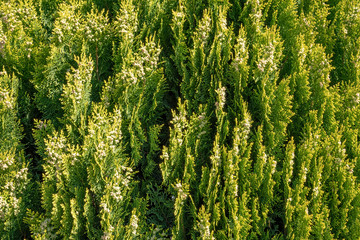 Green branches and young leaves of a thuja tree.