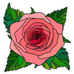 graphic image of a large pink rose with green leaves