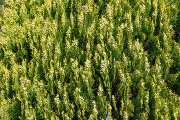 Green branches and young leaves of a thuja tree.