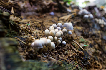 Cogumelos