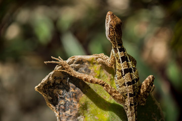 Lizard is posing on a cactus prickly pear