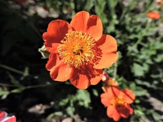 red flower in the garden