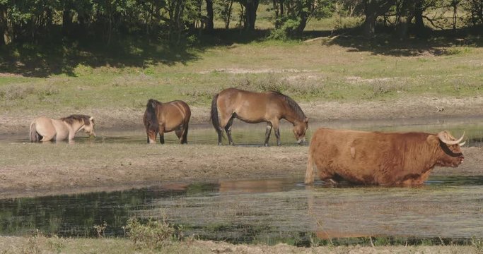 Wild horses and a scottish highlander standing in a pond, drinking water and get cool.
