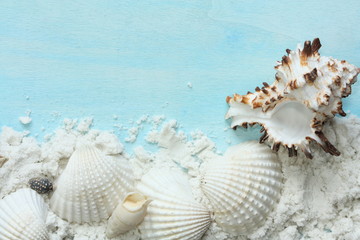 shells and sand on blue background