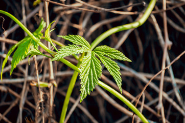 green grape leaf on the background of the vine close up