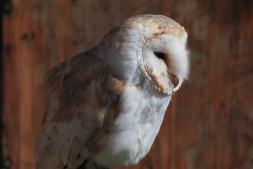 Eastern barn owl in brown orange wood background look to right
