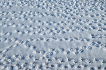 Traces of birds on the snow.
