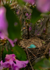 robins egg blue