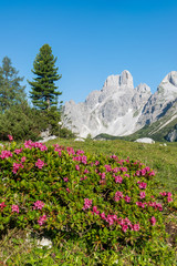 Alpenrose vor der Bischofsmütze 