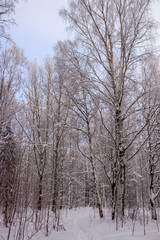 Birch grove in the winter in the snow. White trees. Trees in the snow. Snow picture. Winter landscape grove of white trees and snow.