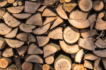 Drewno w lesie leży, kłody drewna © Aleksander