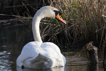 Łabędź na jeziorze woda kapie z dzioba  © Aleksander