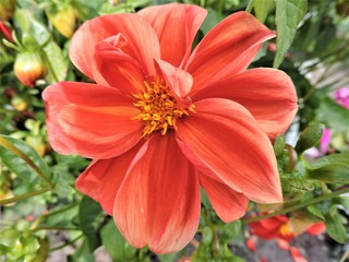 Fototapeta premium red flower in the garden