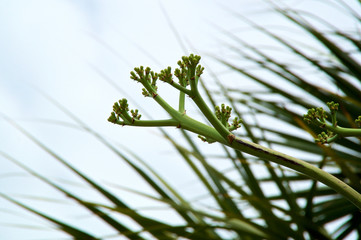 Green flower buds of the agave plant on thick stalk with copy space in front of palm trees, this plant is a member of the asparagus family.