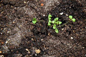 Looking down at small green lavender seedlings with cotyledons leaves in dirt. - obrazy, fototapety, plakaty