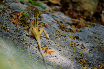 Lizard is posing on a cactus prickly pear