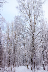 Fototapeta na wymiar Birch grove in the winter in the snow. White trees. Trees in the snow. Snow picture. Winter landscape grove of white trees and snow.