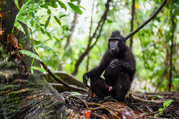 The Celebes crested macaque in the forest.  Crested black macaque, Sulawesi crested macaque, or the black ape. Natural habitat. Sulawesi Island. Indonesia.