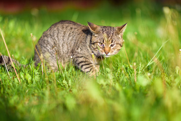 Naklejka na ściany i meble A stray cat sits in the grass in the summer. Photographed with a blurred background.