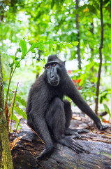 The Celebes crested macaque in the forest.  Crested black macaque, Sulawesi crested macaque, or the black ape. Natural habitat. Sulawesi Island. Indonesia.