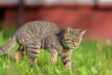 A stray cat sits in the grass in the summer. Photographed with a blurred background.