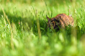 A stray cat sits in the grass in the summer. Photographed with a blurred background.