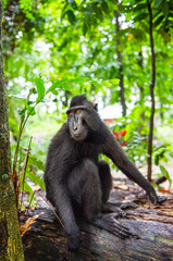 The Celebes crested macaque in the forest.  Crested black macaque, Sulawesi crested macaque, or the black ape. Natural habitat. Sulawesi Island. Indonesia.