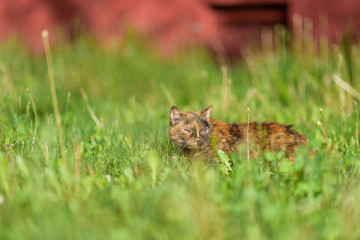 A stray cat sits in the grass in the summer. Photographed with a blurred background.