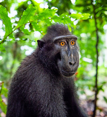 The Celebes crested macaque. Close up portrait.  Crested black macaque, Sulawesi crested macaque, or the black ape. Natural habitat. Sulawesi. Indonesia.