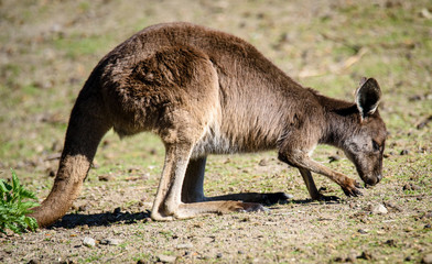 Baby kangaroo (joey) in its mother's pouch. ZOO in Pilsen, Czech Republic