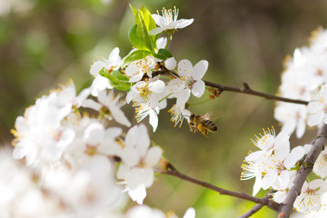 Pszczoła nadlatuje od prawej do kwitnących kwiatów na wiosnę © Aleksander