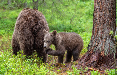 She-Bear and Cub of Brown bear in the summer forest. Natural habitat. Scientific name: Ursus Arctos...